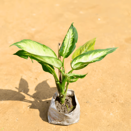 Exotic Dieffenbachia Mary Queen in 4 inch Nursery Bag