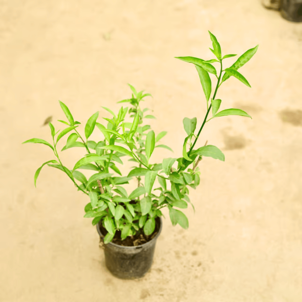 Raat ki Rani / Night Blooming Jasmine in 6 Inch Nursery Pot Raat ki Rani / Night Blooming Jasmine in 6 Inch Nursery Pot