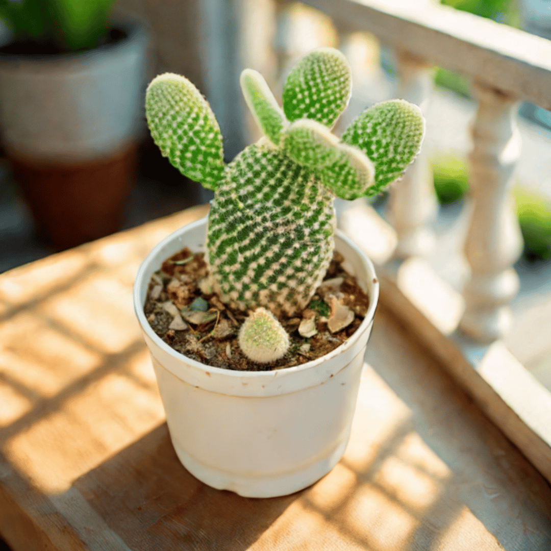 Bunny Ear Cactus in 3 Inch Nursery Pot