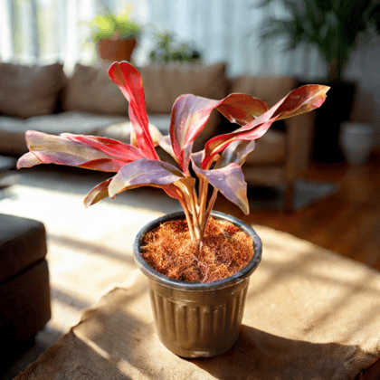 Dracaena Crimson Majesty in 6 Inch Black Super Nursery Pot