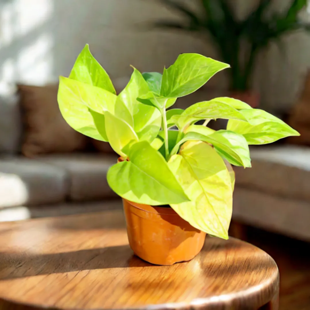 Money Plant Golden in 4 Inch Nursery Pot