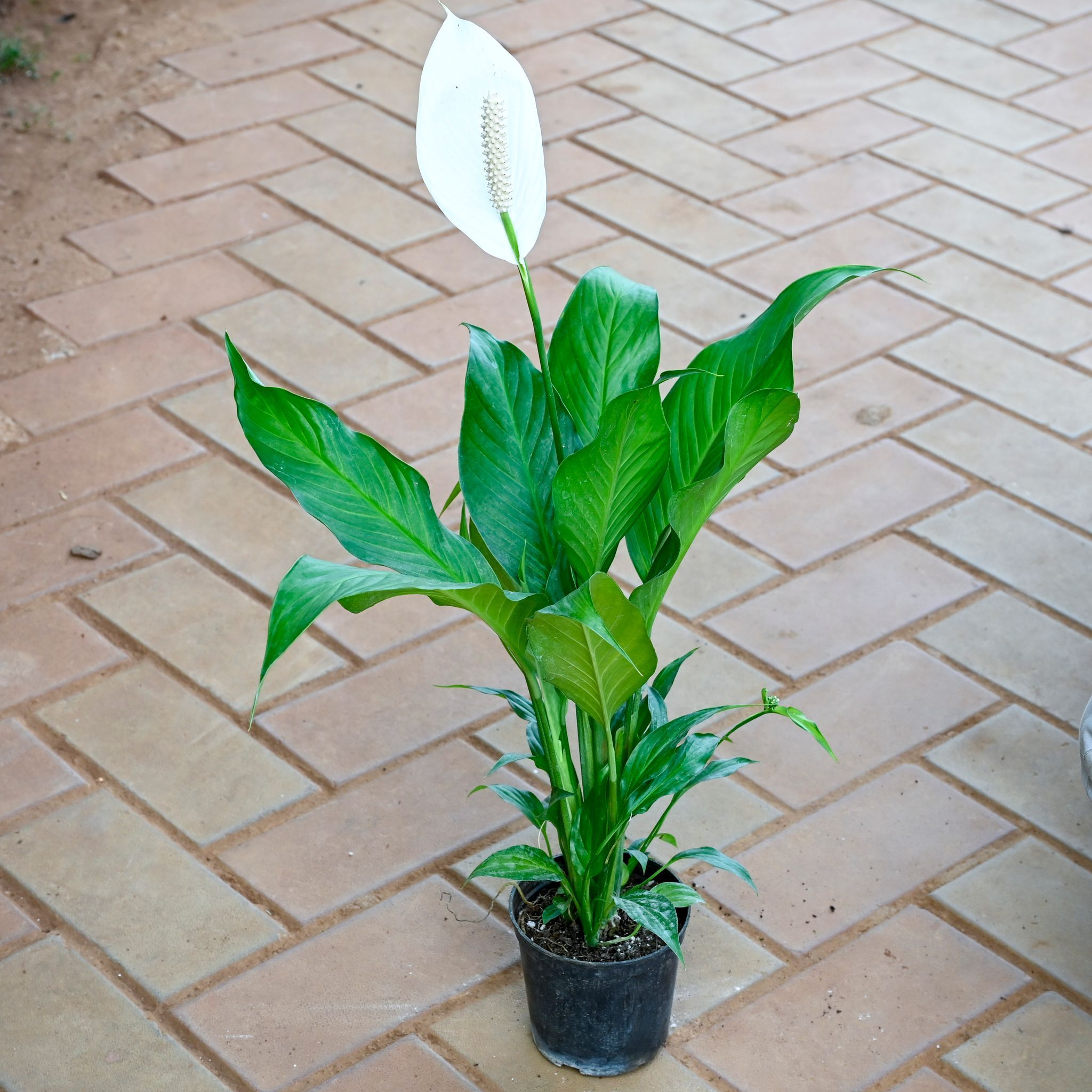 Peace Lily ( ~ 1 Ft) in 4 Inch Nursery Pot