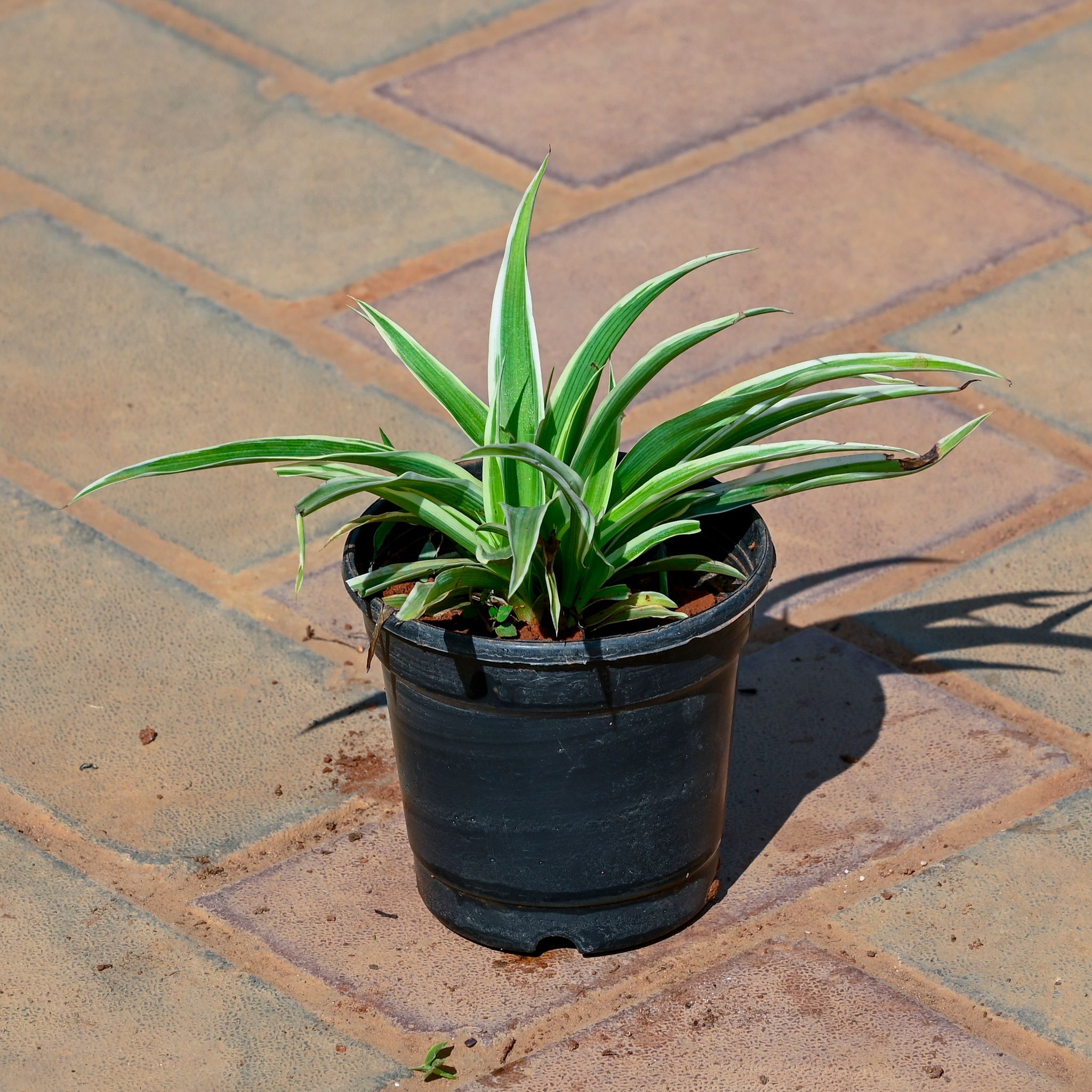 Chlorophytum Comosum / Spider Plant in 4 Inch Nursery Pot