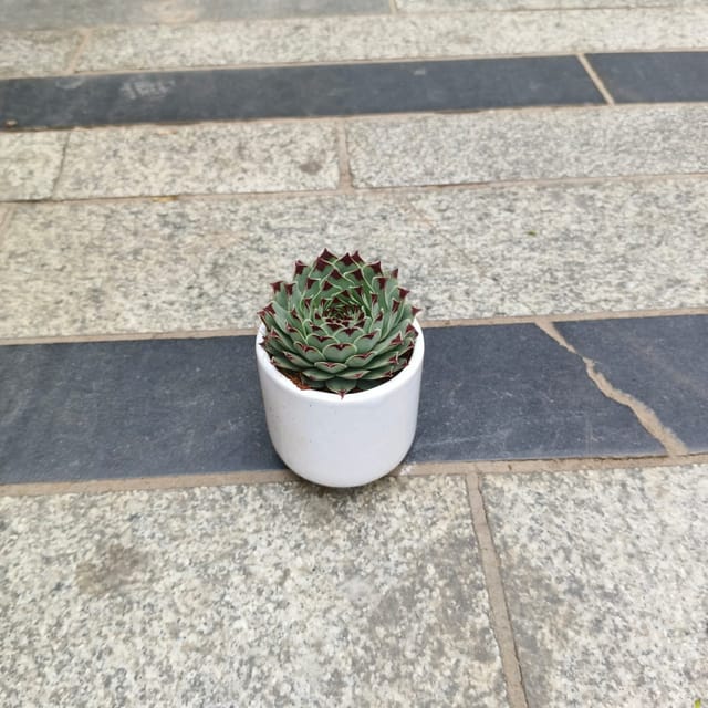 Lakshmi / Laxmi Kamal Succulent in 3 Inch Classy Cylindrical Ceramic Pot (any colour)
