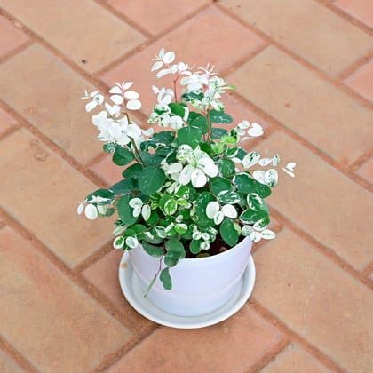 Buy Vishnu Bush in 5 Inch White Premium Sphere Plastic Pot with Tray Online | Urvann.com