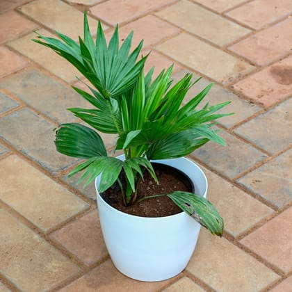 Buy China / Fan Palm in 7 Inch Classy White Premium Plastic Pot Online | Urvann.com