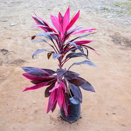 Buy Dracaena Red Ruby in 10 Inch Nursery Bag Online | Urvann.com