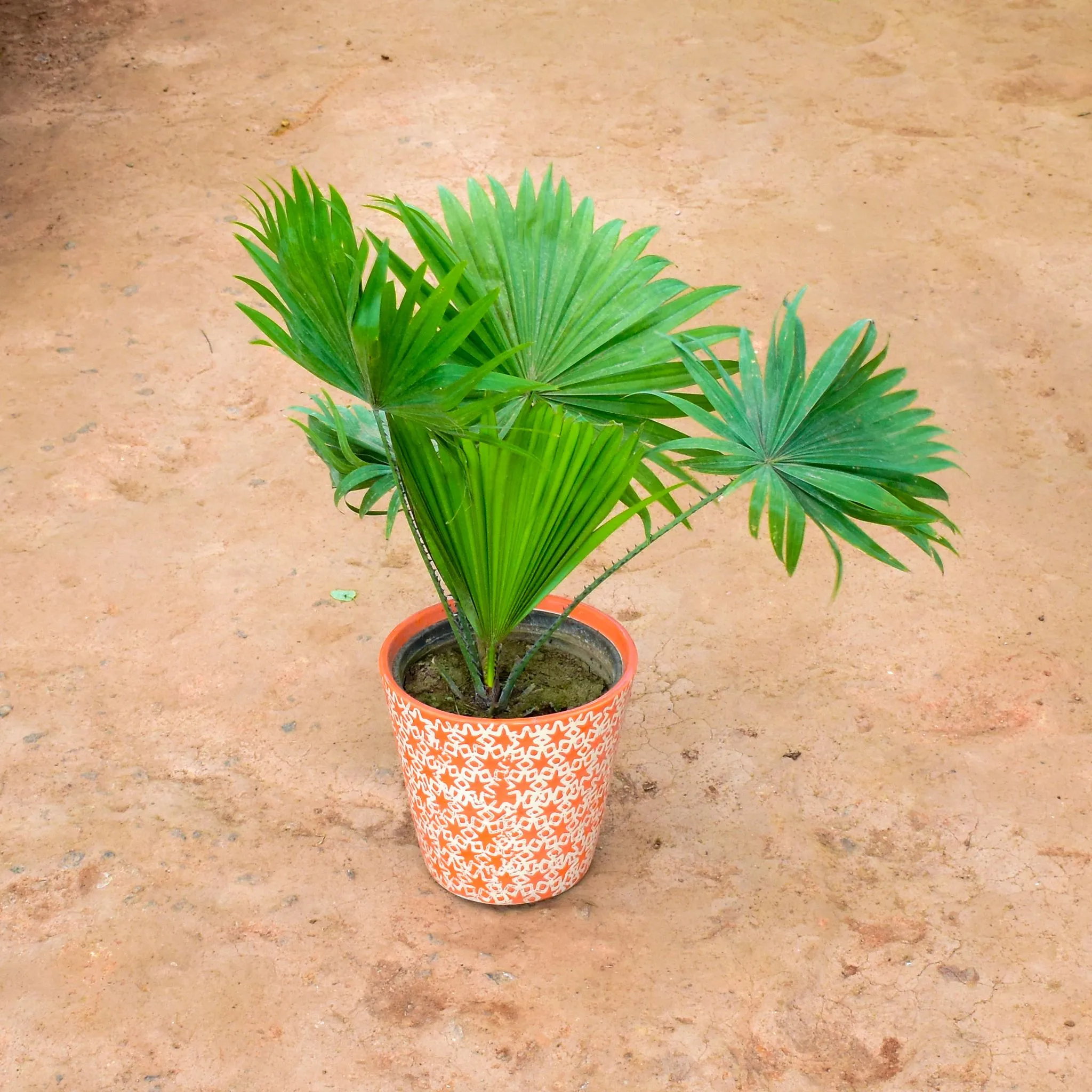 China / Fan Palm in 8 Inch Balti Ceramic Pot (any colour) (any design)