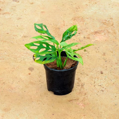 Monstera Broken Heart in 6 Inch Nursery Pot
