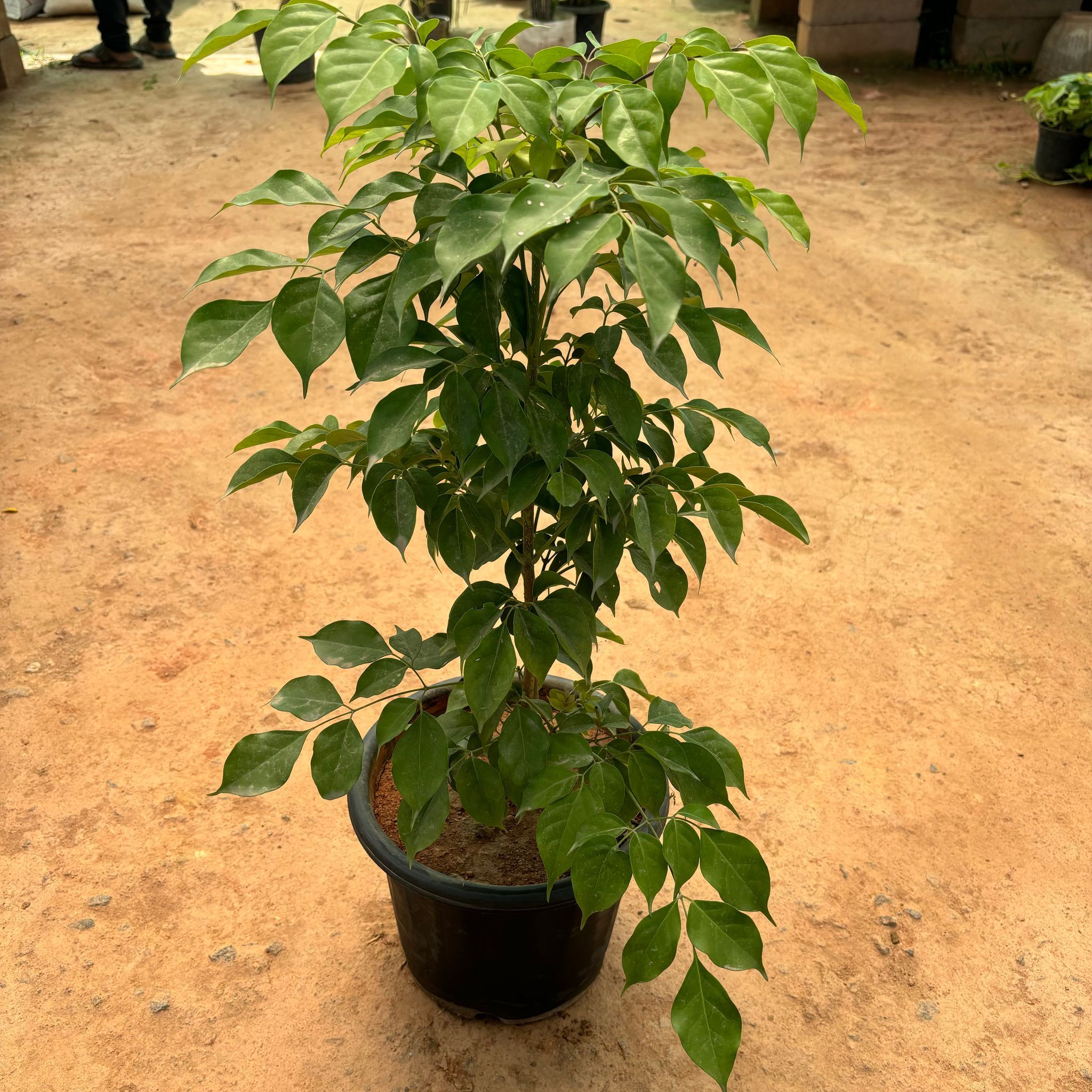 Radermachera / China Doll in 10 Inch Nursery Pot