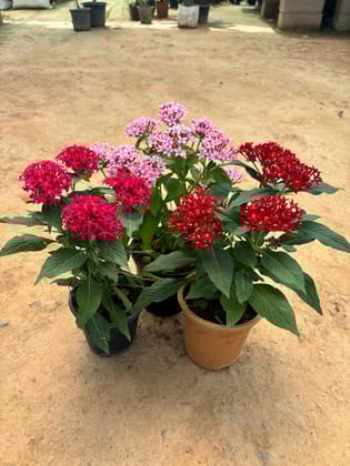 Buy Set of 3 - Pentas (Red, Pink & Purple) in 5 Inch Nursery Pot Online | Urvann.com