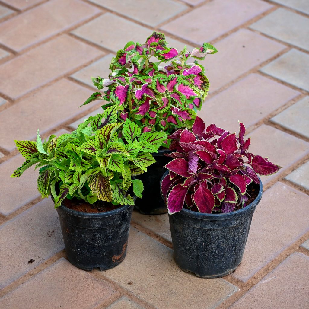 Set of 3 - Coleus (Red, Pink & Green) (any design) in 4 Inch Nursery Pot Set of 3 - Coleus (Red, Pink & Green) (any design) in 4 Inch Nursery Pot