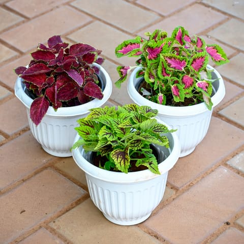 Set of 3 - Coleus (Red, Pink & Green) (any design) in 7 Inch 7 Inch White Olive Plastic Pot