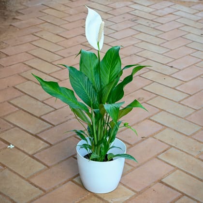 Peace Lily White ( ~ 1 Ft) in 7 Inch White Sphere Plastic Pot