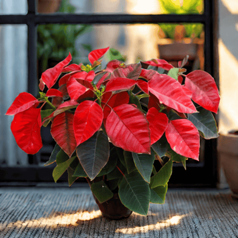 Poinsettia  Flower Red in 5 Inch Nursery Pot
