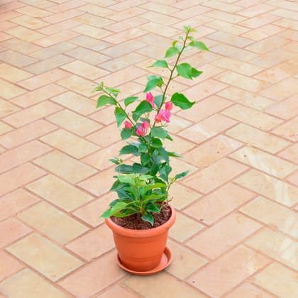 Buy Madhu Malti / Rangoon Creeper (any colour) in 7 Inch Classy Red Plastic Pot with Tray Online | Urvann.com