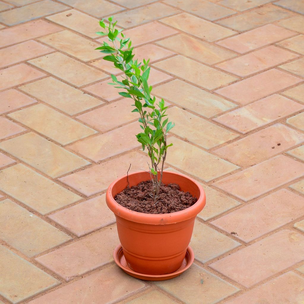 Mehndi / Henna Plant in 7 Inch Classy Red Plastic Pot with Tray