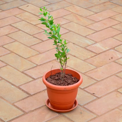 Buy Mehndi / Henna Plant in 7 Inch Classy Red Plastic Pot with Tray Online | Urvann.com