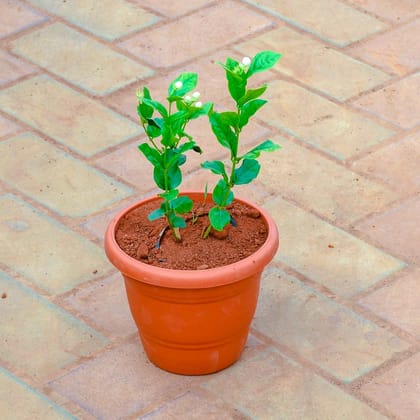 Jasmine in 7 Inch Classy Red Plastic Pot