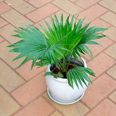 China / Fan Palm in 8 Inch Classy White Matki Ceramic Pot with Tray - Best Large Indoor Plant