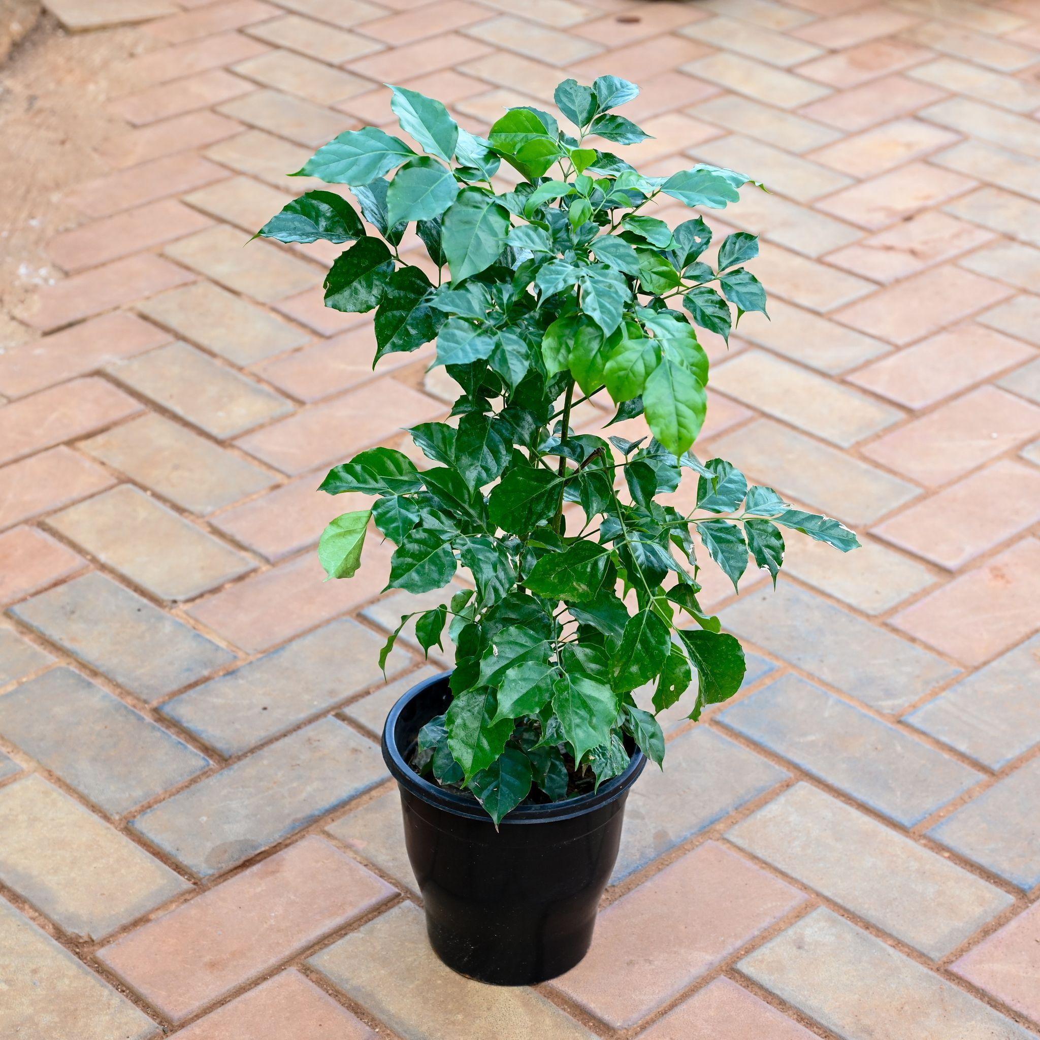 Radermachera / China Doll (~ 1 Ft) in 7 Inch Nursery Pot