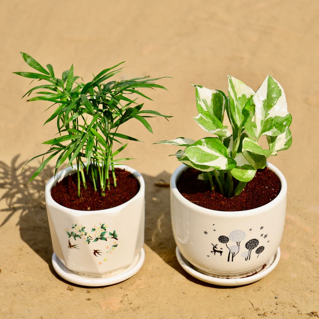 Buy Set of 2 - Chamaedorea Elegans & Money Plant N'Joy in 4 Inch Floral Plant Palace Ceramic Pot Online | Urvann.com Set of 2 - Chamaedorea Elegans & Money Plant N'Joy in 4 Inch Floral Plant Palace Ceramic Pot