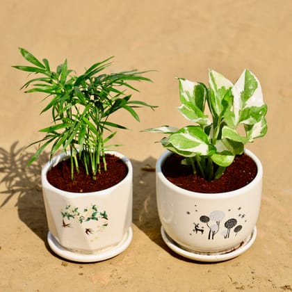 Buy Set of 2 - Chamaedorea Elegans & Money Plant N'Joy in 4 Inch Floral Plant Palace Ceramic Pot Online | Urvann.com