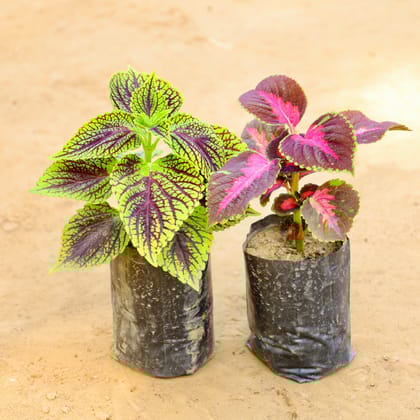 Buy Set of 2 - Coleus (Any Colour) in 4 Inch Nursery bag Online | Urvann.com