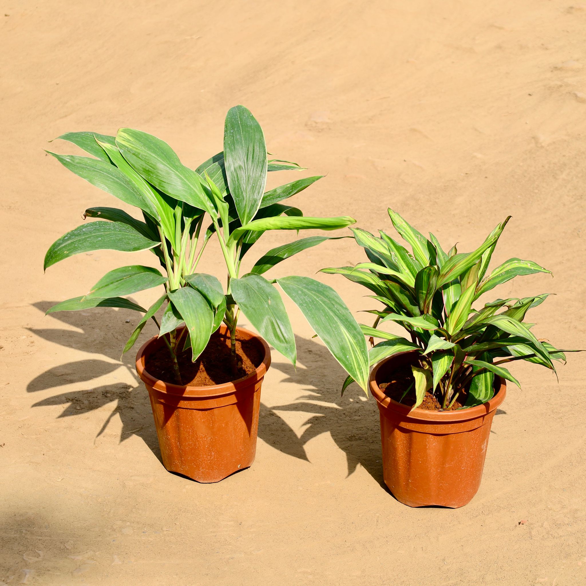 Set of 2 - Dracaena (Messenger & Green) in 9 Inch Nursery Pot