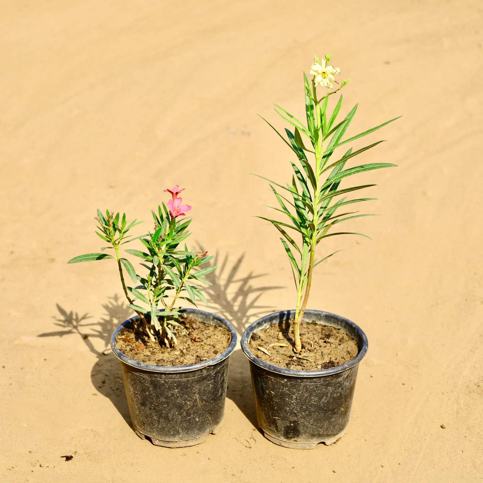 Set of 2 - Kaner (Any Colour) in 6 Inch Nursery Pot