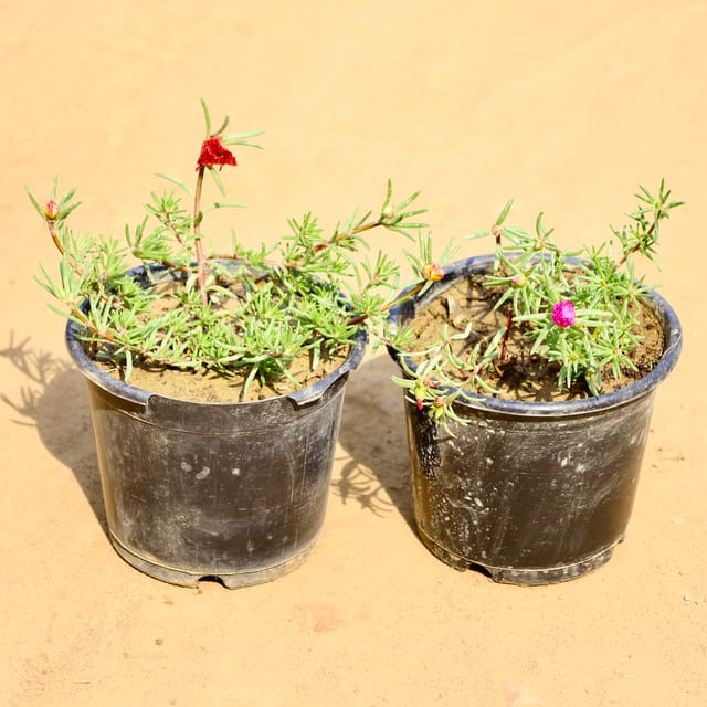 Set of 2 - Portulaca Moss Rose (Any Colour) in 6 Inch Nursery Pot