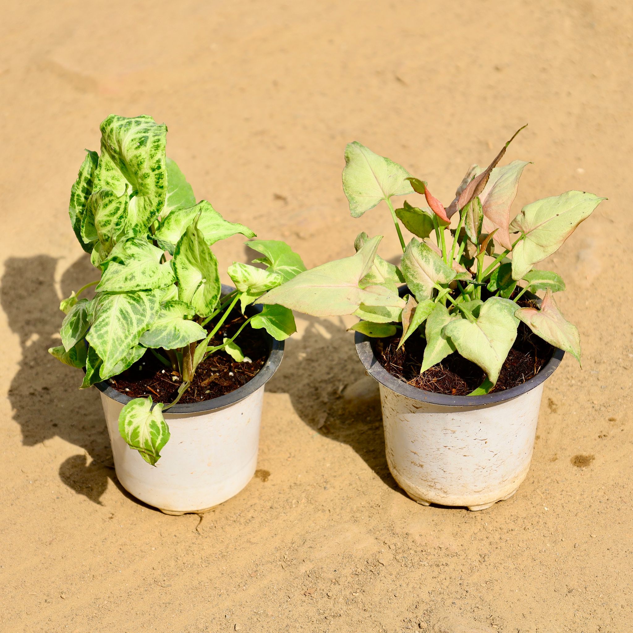 Set of 2 - Syngonium (White & Pink) in 4 Inch Nursery Pot