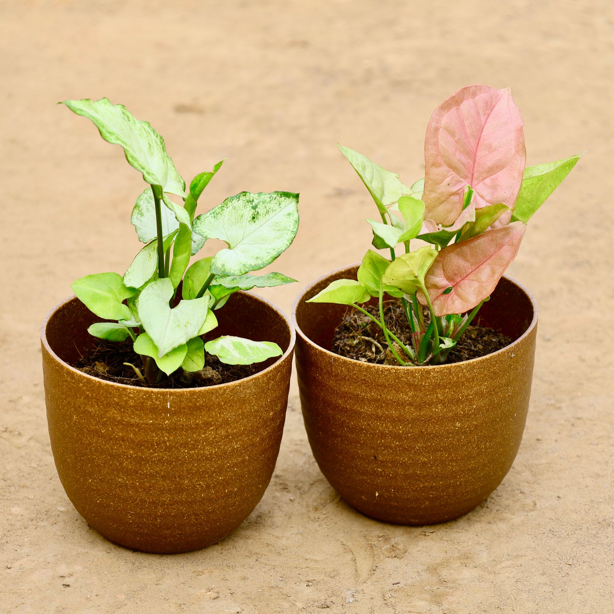 Set of 2 - Syngonium (White & Pink) in 4 Inch Mustard Recycled Rootster Planter