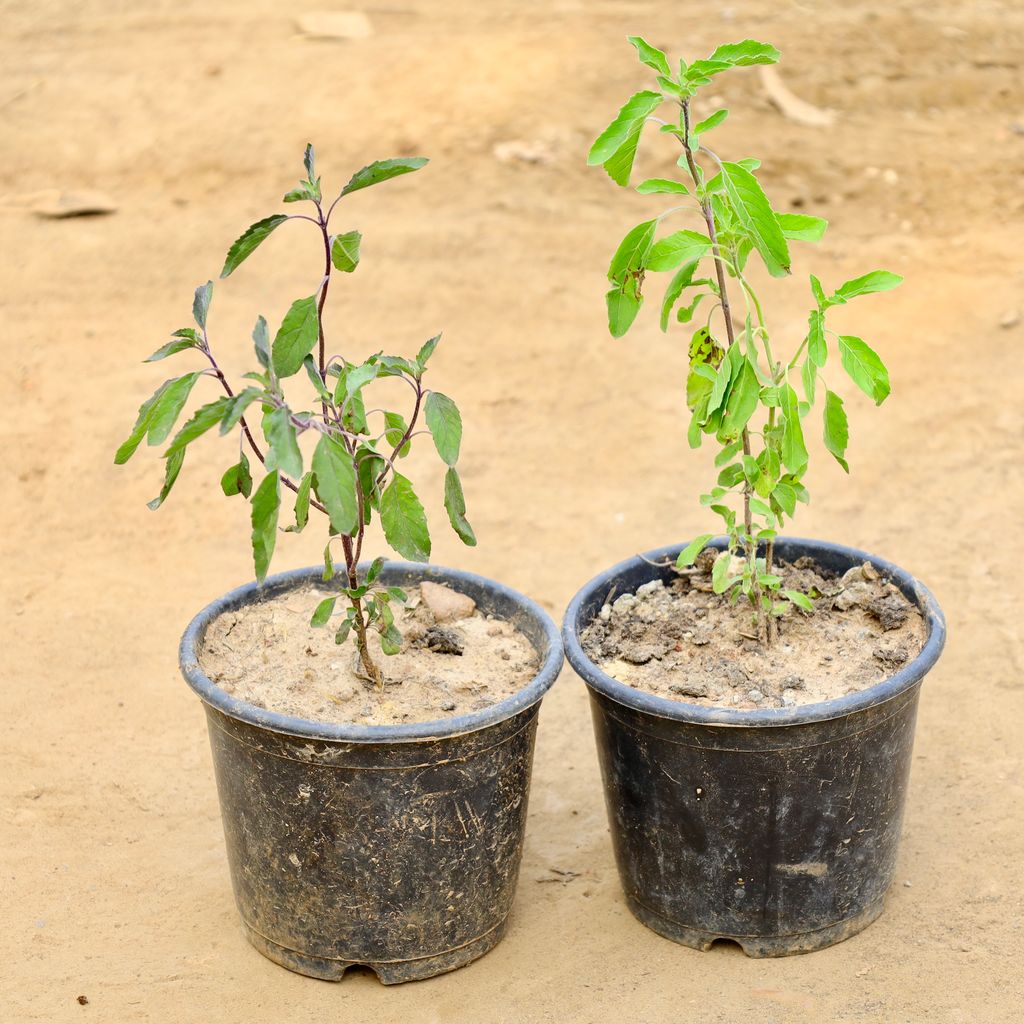 Buy Set of 2 - Tulsi (Rama & Shyma) in 6 Inch Nursery Pot Online | Urvann.com Set of 2 - Tulsi (Rama & Shyma) in 6 Inch Nursery Pot