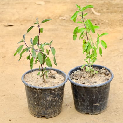 Buy Set of 2 - Tulsi (Rama & Shyma) in 6 Inch Nursery Pot Online | Urvann.com