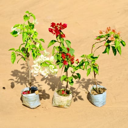 Buy Set of 3 - Bougainvillea (Pink, Red & White) in 4 Inch Nursery bag Online | Urvann.com