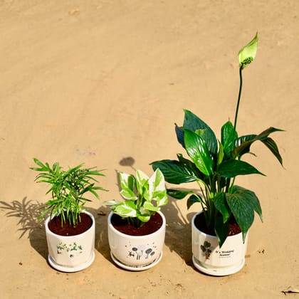Buy Set of 3 - Chamaedorea Elegans, Money Plant & Peace Lilly in 4 Inch Floral Plant Palace Ceramic Pot Online | Urvann.com