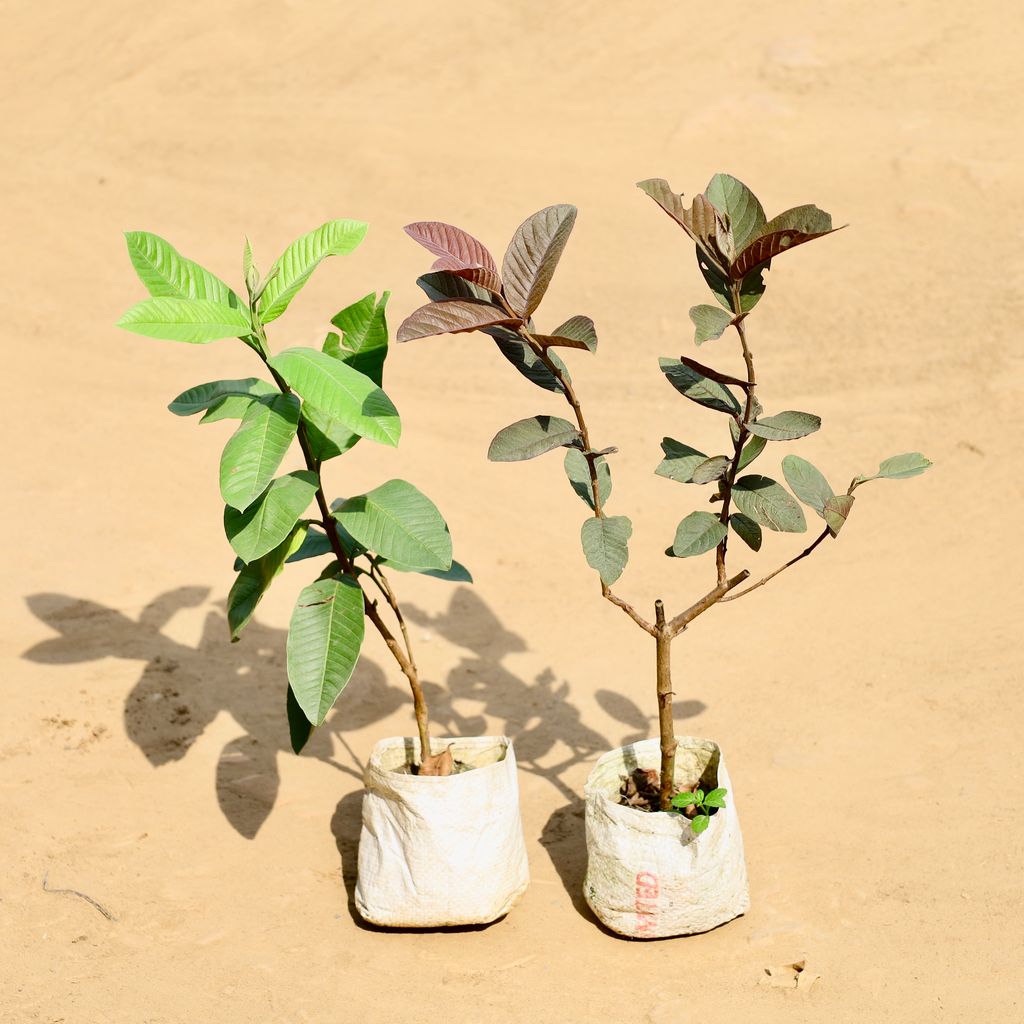Buy Set of 3 - Guava Plant in 4 Inch Nursery bag Online | Urvann.com Set of 2 - Guava (Red & Green) in 4 Inch Nursery bag