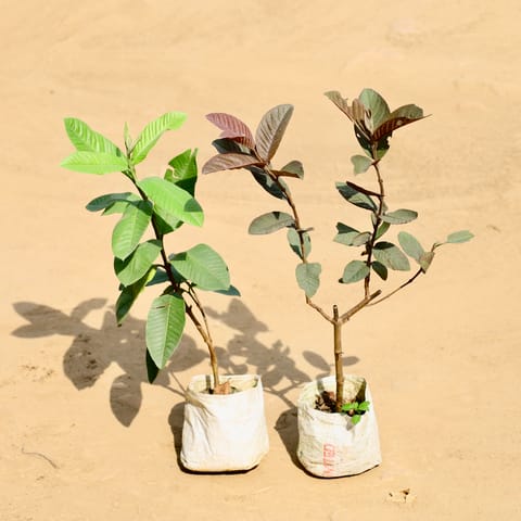 Set of 2 - Guava (Red & Green) in 4 Inch Nursery bag