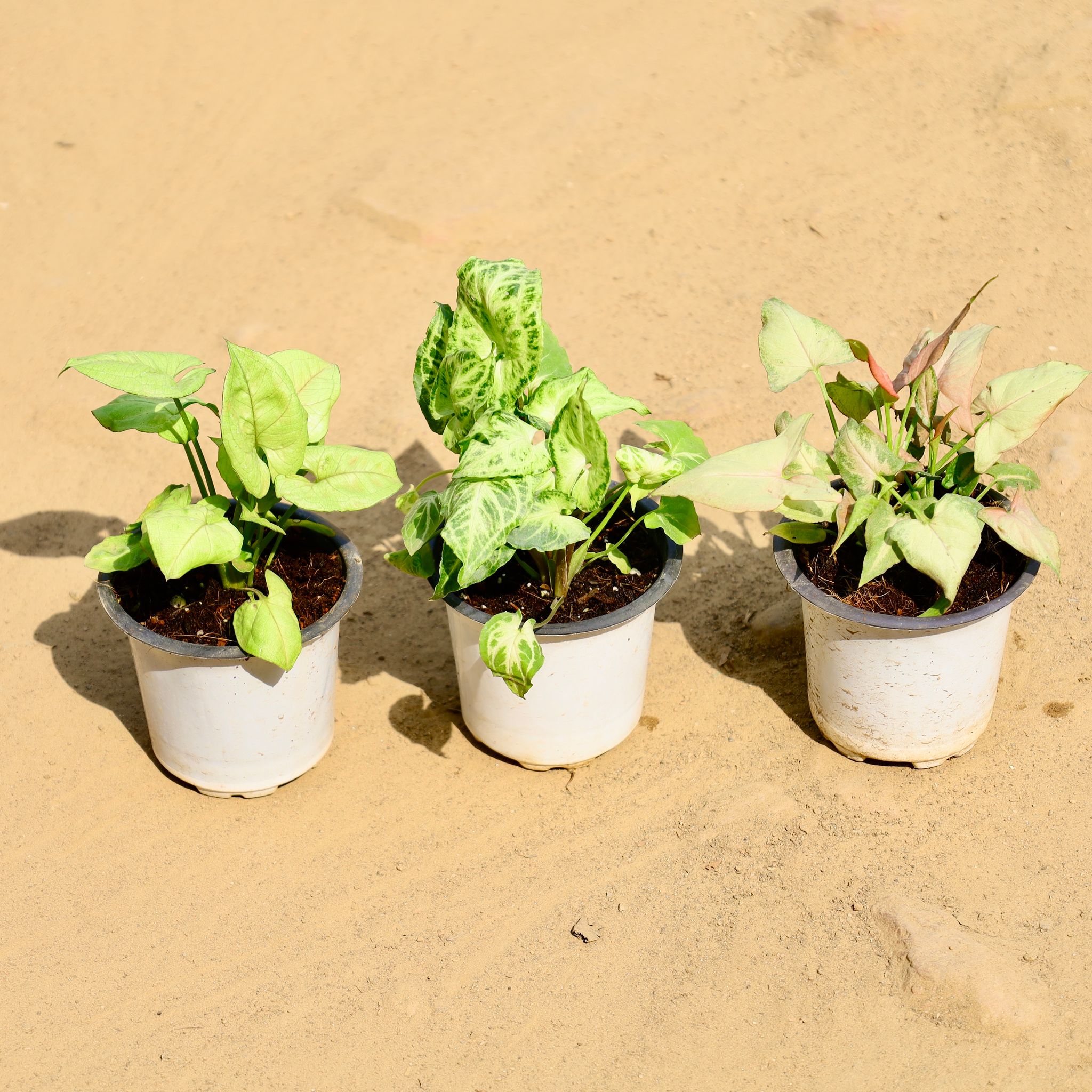 Set of 3 - Syngonium (Pink, Golden & Green) in 4 Inch Nursery Pot