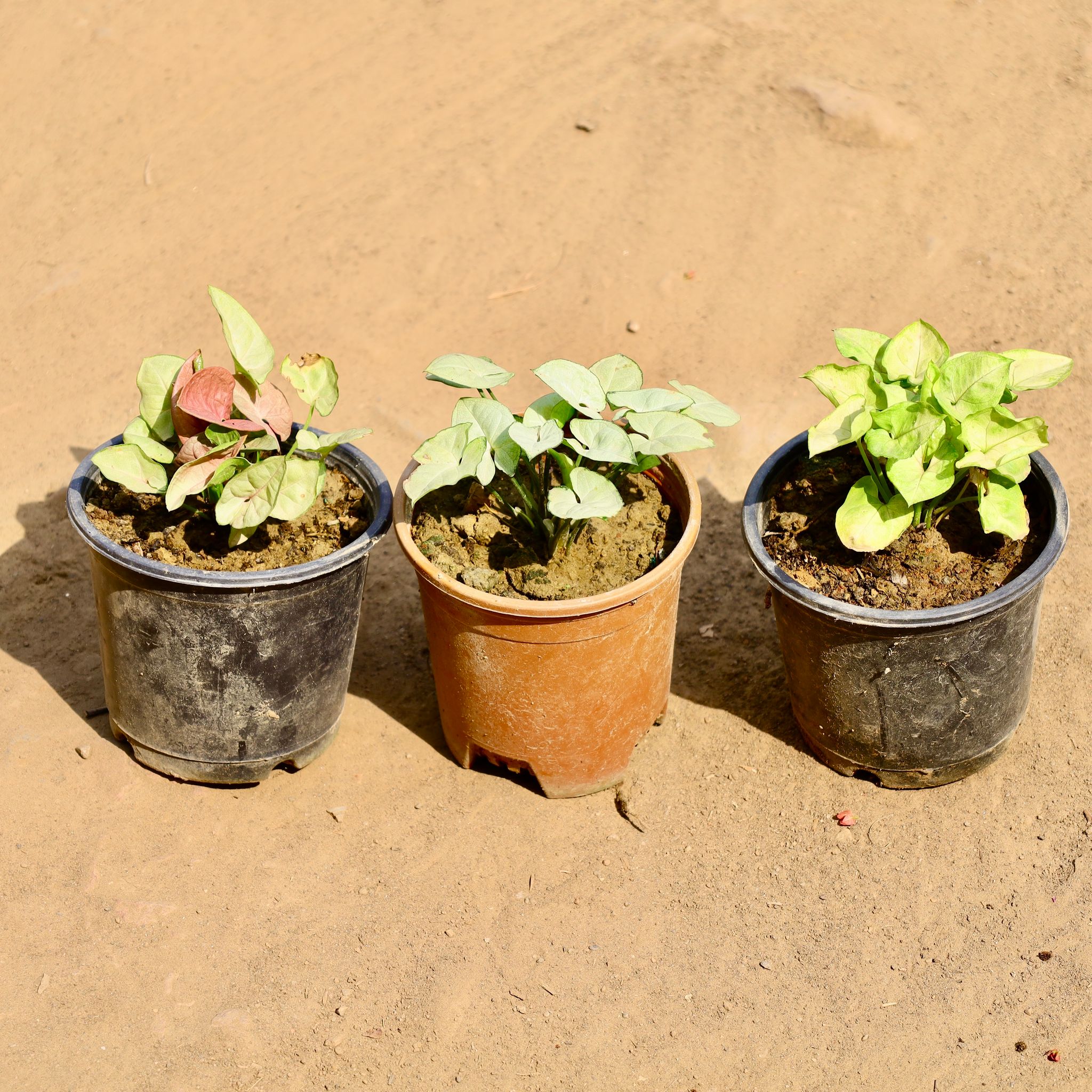 Set of 3 - Syngonium (Pink, Golden & White) in 5 Inch Nursery Pot