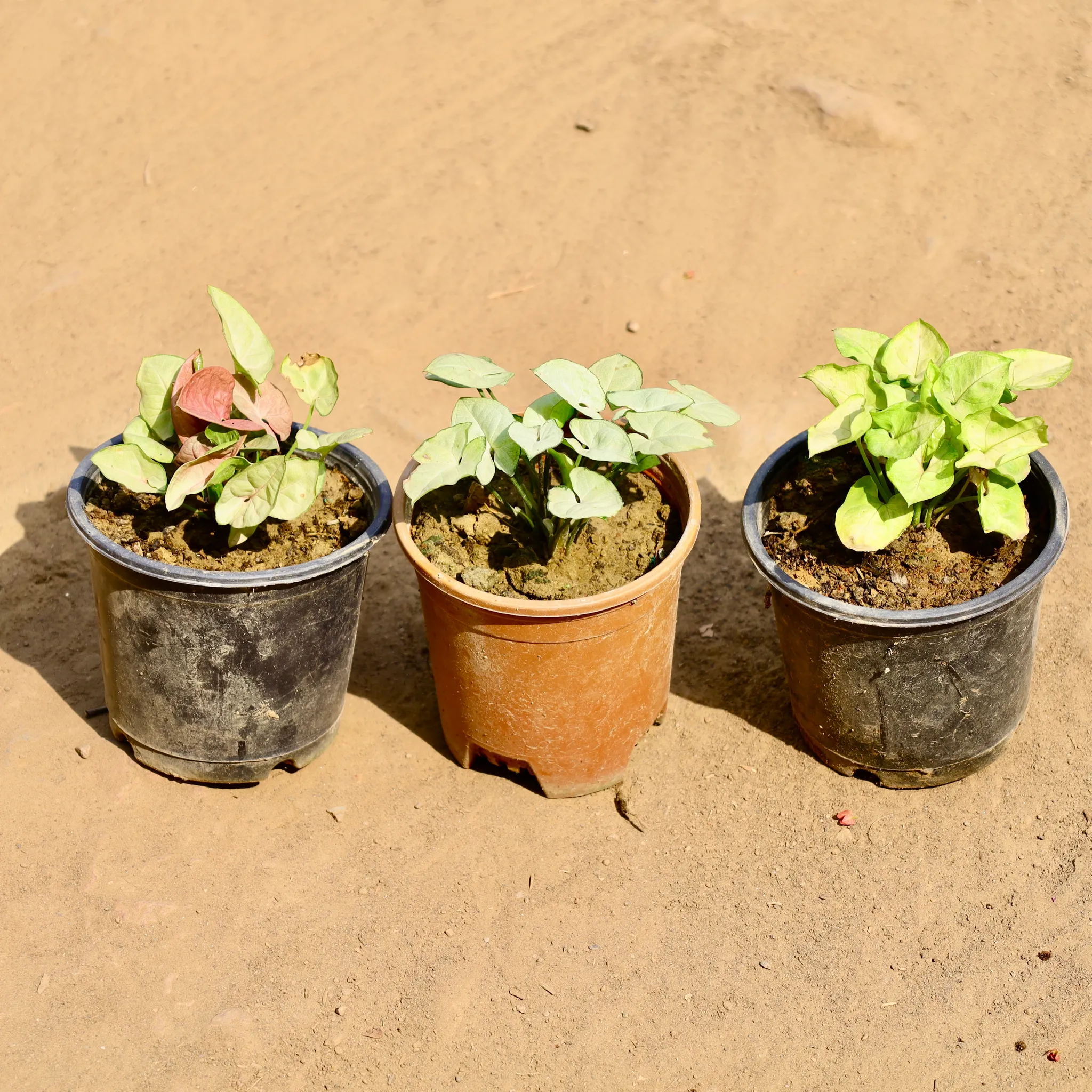 Set of 3 - Syngonium (Pink, Golden & White) in 5 Inch Nursery Pot