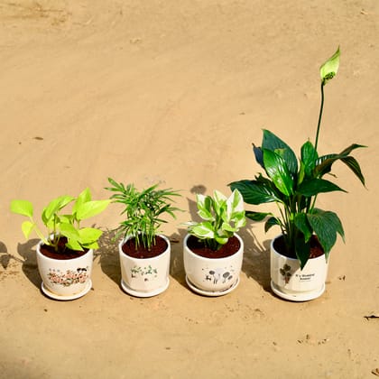 Buy Set of 4 - Chamaedorea Elegans, Money Plant Golden, Money Plant Marble & Peace Lily in 4 Inch Floral Plant Palace Ceramic Pot Online | Urvann.com