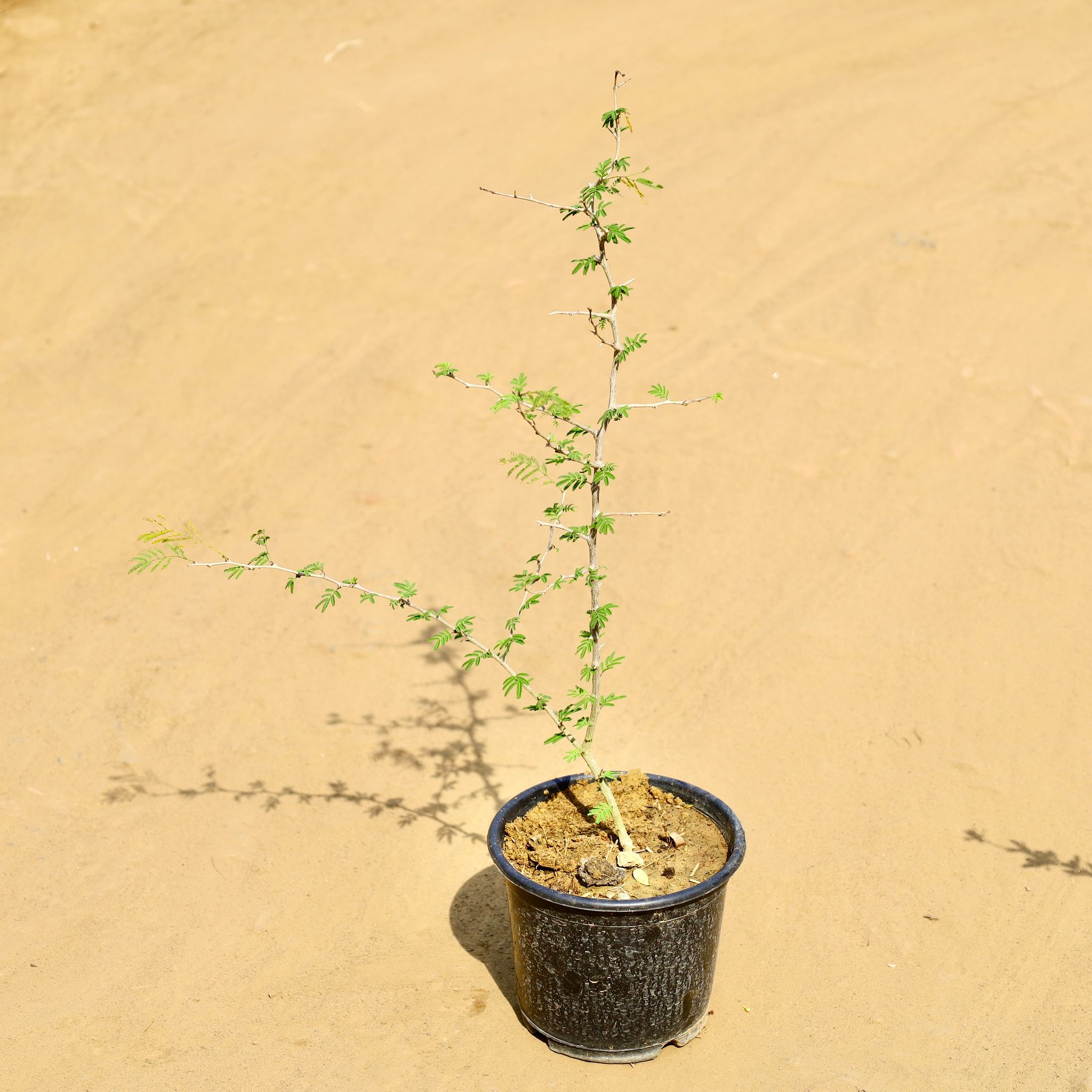 Shami Plant in 6 Inch Nursery Pot