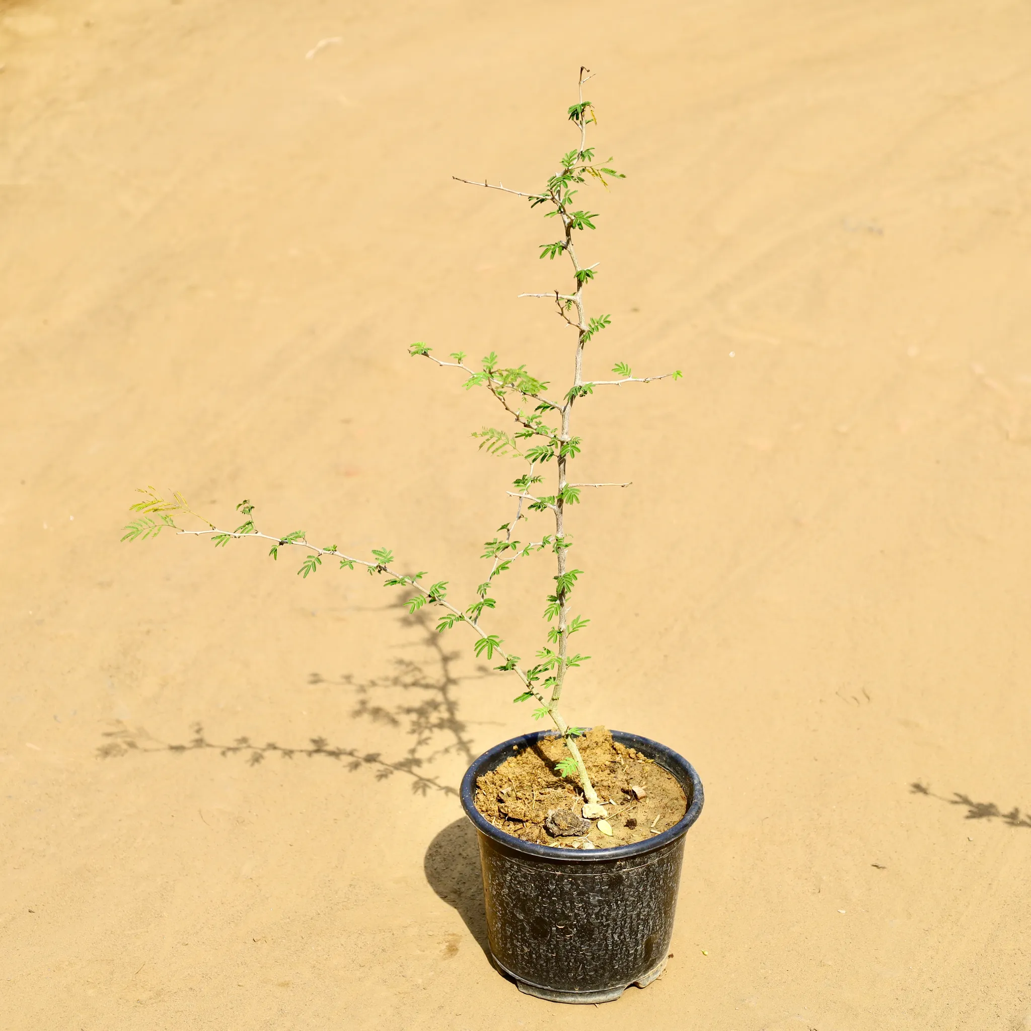 Shami Plant in 6 Inch Nursery Pot