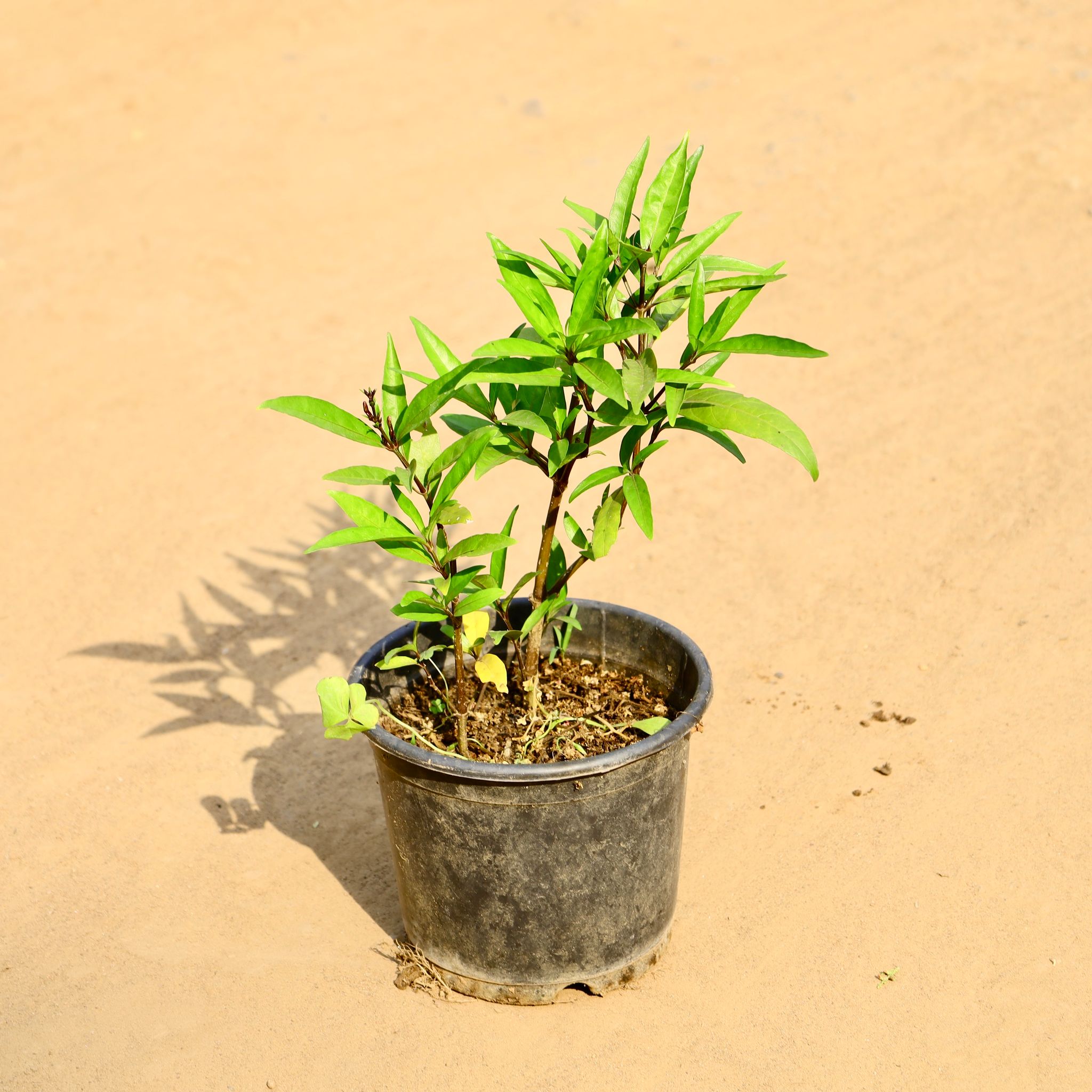 Sukh Shanti in 6 Inch Nursery Pot