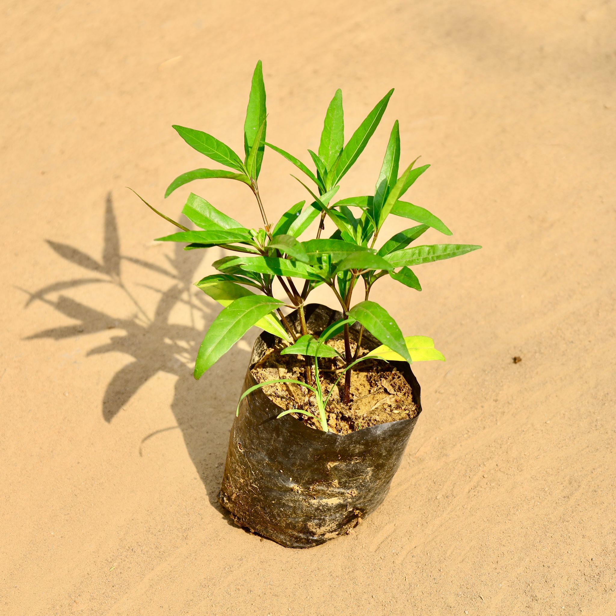 Sukh Shanti Plant in 4 Inch Nursery bag
