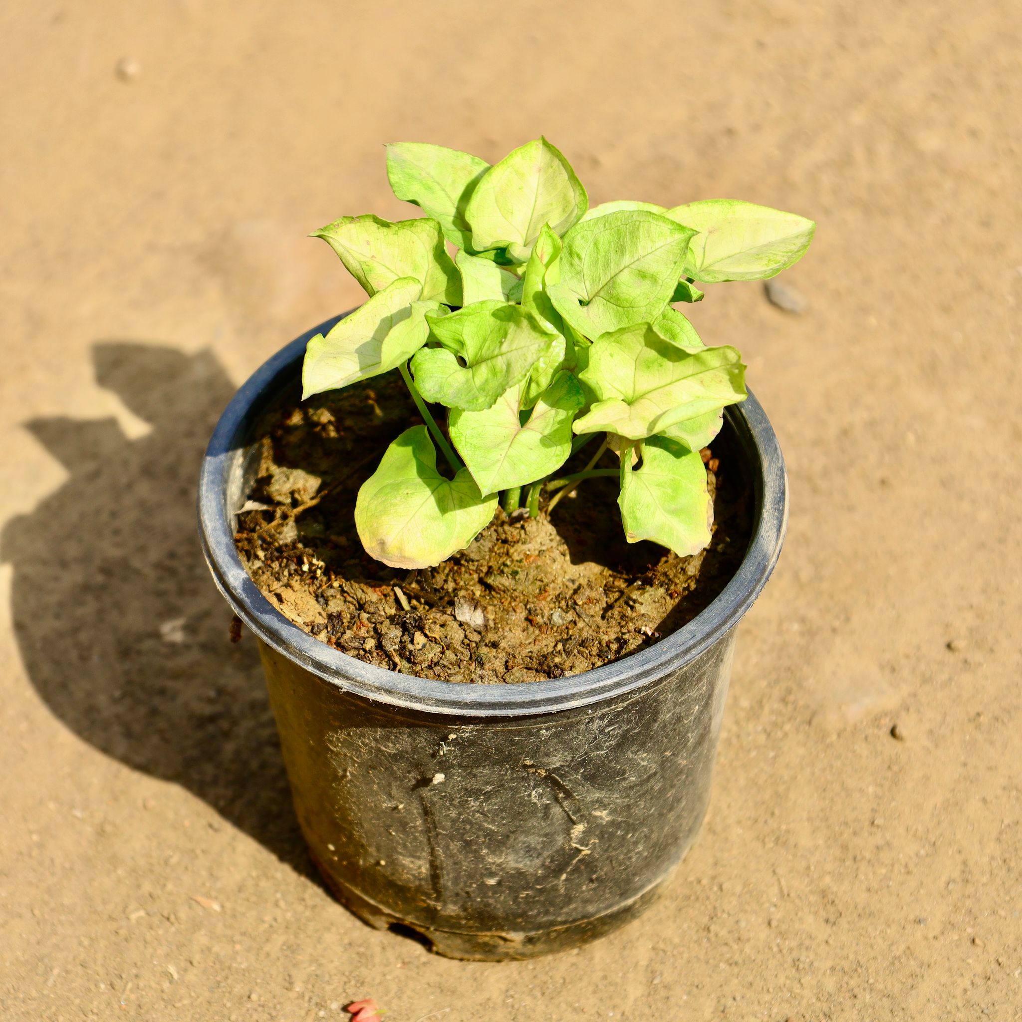 Syngonium Golden in 5 Inch Nursery Pot