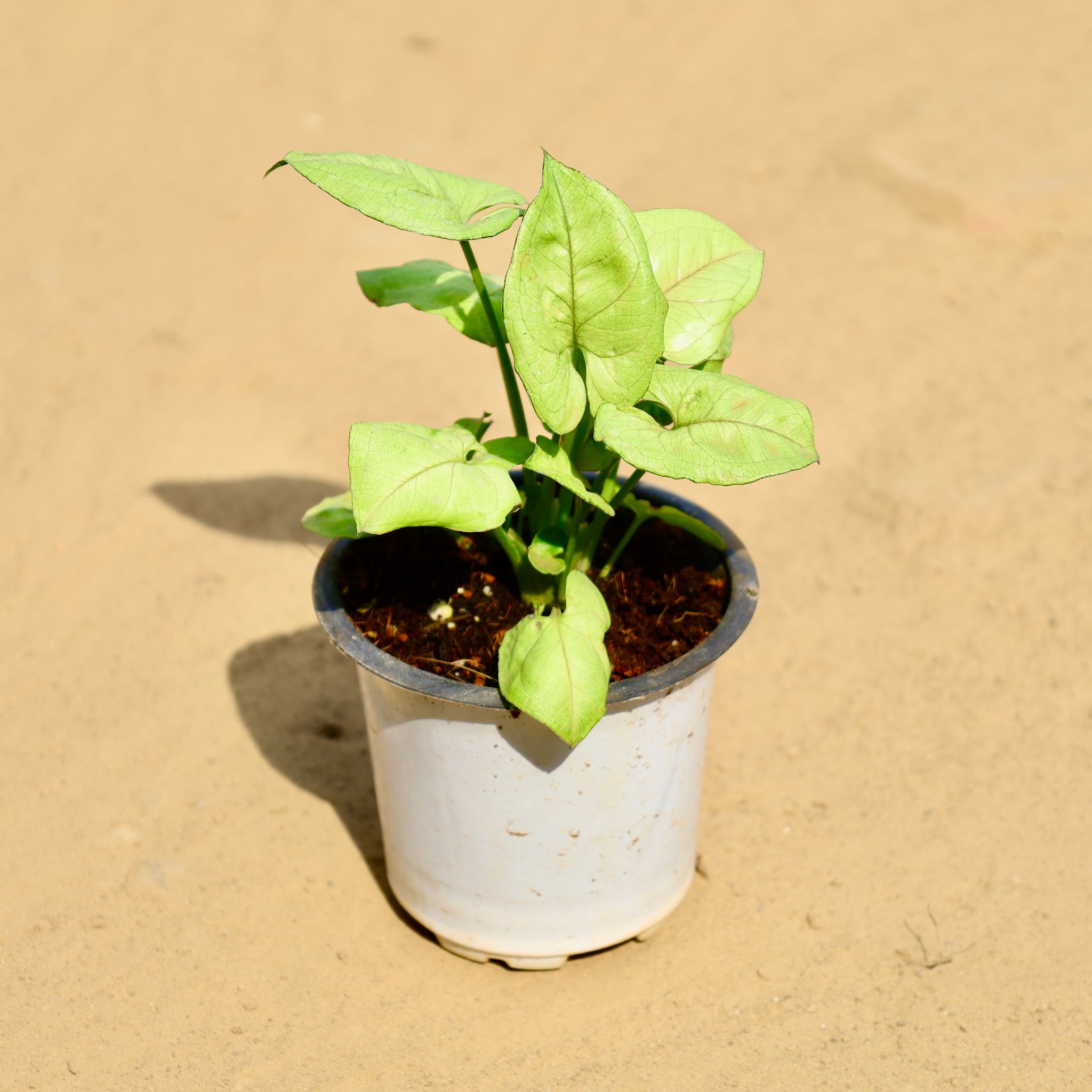 Syngonium Green in 4 Inch Nursery Pot