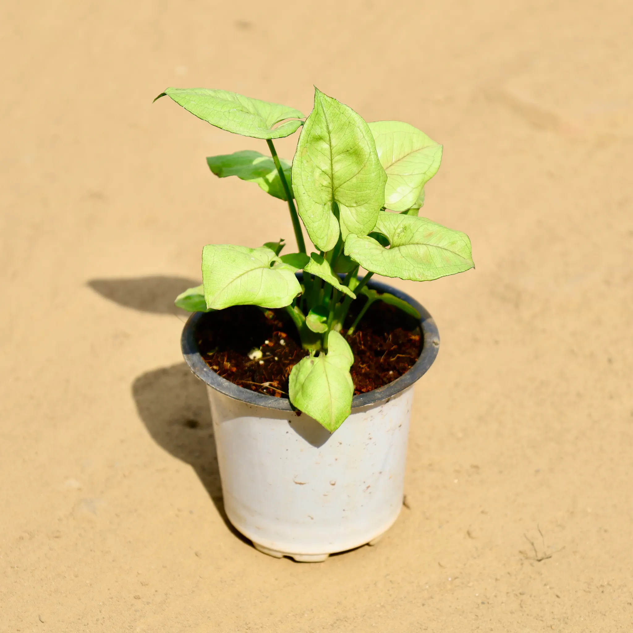 Syngonium Green in 4 Inch Nursery Pot